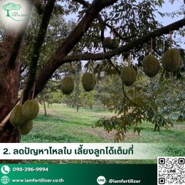 ผลผลิตทุเรียน เพิ่มขึ้น 2เท่า  หลังใช้ ปุ๋ยอินทรีย์เคมี 5-3-16 OM10%