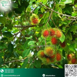 ทำไมสวนเงาะควรเริ่มจาก  ปุ๋นอินทรีย์ เม็ด OM20% 