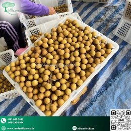 ปุ๋ยน้ำกรดอะมิโนพรีเมี่ยม ฟื้นลำไยตรงจุด หลังเก็บเกี่ยว พร้อมทำสาว