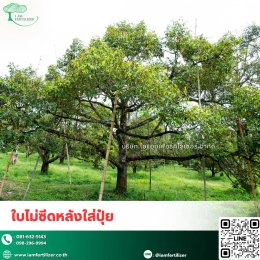 หนาวจัด ร้อนจัด ทุเรียนก็ไม่ชะงัก️ เสริมด้วย.....สารปรับสภาพดินกรดอะมิโน 