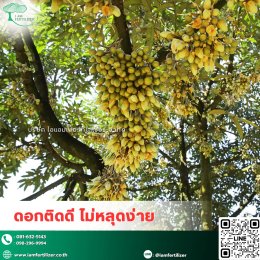 หนาวจัด ร้อนจัด ทุเรียนก็ไม่ชะงัก️ เสริมด้วย.....สารปรับสภาพดินกรดอะมิโน 