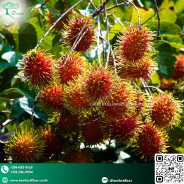 ทำไมสวนเงาะควรเริ่มจาก  ปุ๋นอินทรีย์ เม็ด OM20% 