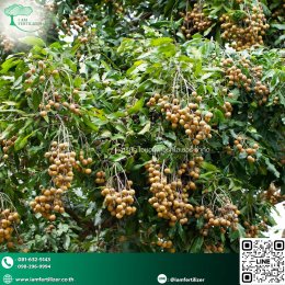 ปุ๋ยน้ำกรดอะมิโนพรีเมี่ยม ฟื้นลำไยตรงจุด หลังเก็บเกี่ยว พร้อมทำสาว