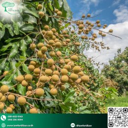 ปุ๋ยน้ำกรดอะมิโนพรีเมี่ยม ฟื้นลำไยตรงจุด หลังเก็บเกี่ยว พร้อมทำสาว