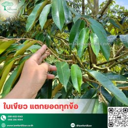 หนาวจัด ร้อนจัด ทุเรียนก็ไม่ชะงัก️ เสริมด้วย.....สารปรับสภาพดินกรดอะมิโน 