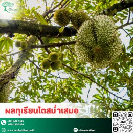 หนาวจัด ร้อนจัด ทุเรียนก็ไม่ชะงัก️ เสริมด้วย.....สารปรับสภาพดินกรดอะมิโน 