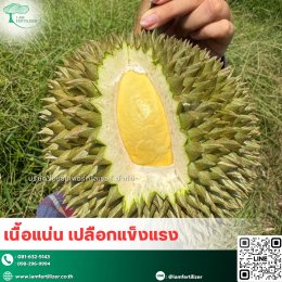 หนาวจัด ร้อนจัด ทุเรียนก็ไม่ชะงัก️ เสริมด้วย.....สารปรับสภาพดินกรดอะมิโน 