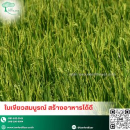 4 พืชเศรษฐกิจหลักของไทย