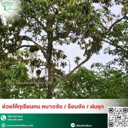 หนาวจัด ร้อนจัด ทุเรียนก็ไม่ชะงัก️ เสริมด้วย.....สารปรับสภาพดินกรดอะมิโน 