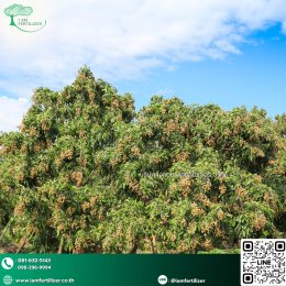 ปุ๋ยน้ำกรดอะมิโนพรีเมี่ยม ฟื้นลำไยตรงจุด หลังเก็บเกี่ยว พร้อมทำสาว