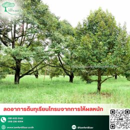 4 พืชเศรษฐกิจหลักของไทย