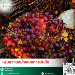 4 พืชเศรษฐกิจหลักของไทย