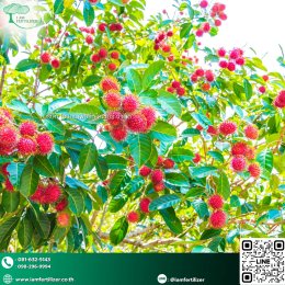 ทำไมสวนเงาะควรเริ่มจาก  ปุ๋นอินทรีย์ เม็ด OM20% 