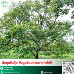 สารจับใบ น้ำยาเกาะใบดีแผ่กระจายดี ไม่ไหลทิ้งง่าย