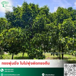  สารปรับสภาพดิน กรดอะมิโนน้ำสกัด 