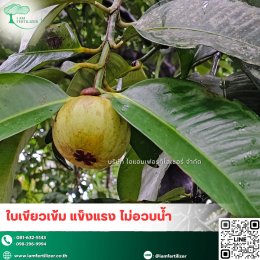  สารปรับสภาพดิน กรดอะมิโนน้ำสกัด 