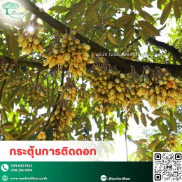 หนาวจัด ร้อนจัด ทุเรียนก็ไม่ชะงัก️ เสริมด้วย.....สารปรับสภาพดินกรดอะมิโน 