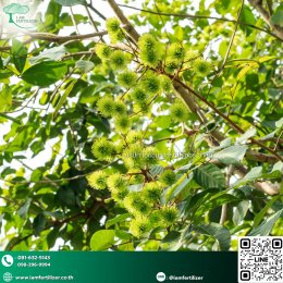 ทำไมสวนเงาะควรเริ่มจาก  ปุ๋นอินทรีย์ เม็ด OM20% 