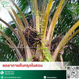 4 พืชเศรษฐกิจหลักของไทย