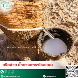 4 พืชเศรษฐกิจหลักของไทย