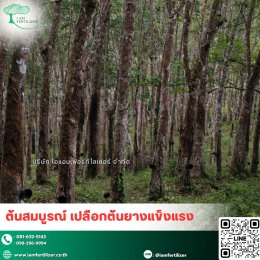 4 พืชเศรษฐกิจหลักของไทย