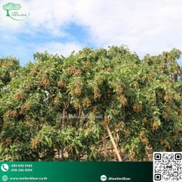 ปุ๋ยน้ำกรดอะมิโนพรีเมี่ยม ฟื้นลำไยตรงจุด หลังเก็บเกี่ยว พร้อมทำสาว