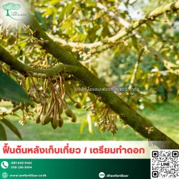 4 พืชเศรษฐกิจหลักของไทย