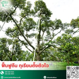 หนาวจัด ร้อนจัด ทุเรียนก็ไม่ชะงัก️ เสริมด้วย.....สารปรับสภาพดินกรดอะมิโน 