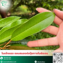 สารจับใบ น้ำยาเกาะใบดีแผ่กระจายดี ไม่ไหลทิ้งง่าย