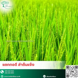 4 พืชเศรษฐกิจหลักของไทย