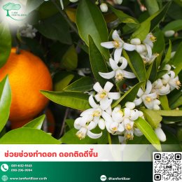 ไคโตซานทำงานยังไงกับพืช ?