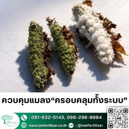 2เชื้อ #เมธาไรเซียม #บิวเวอเรีย ดีกว่า 1จริงไหม? ควบคุมแมลงทั้งสวน