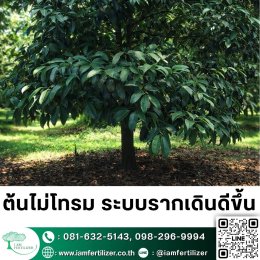 2เชื้อ #เมธาไรเซียม #บิวเวอเรีย ดีกว่า 1จริงไหม? ควบคุมแมลงทั้งสวน