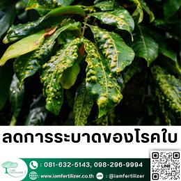 ไตรโคเดอร์มา VS BS ต่างกันยังไง