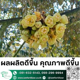 2เชื้อ #เมธาไรเซียม #บิวเวอเรีย ดีกว่า 1จริงไหม? ควบคุมแมลงทั้งสวน