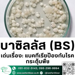 ไตรโคเดอร์มา VS BS ต่างกันยังไง