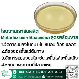 2เชื้อ #เมธาไรเซียม #บิวเวอเรีย ดีกว่า 1จริงไหม? ควบคุมแมลงทั้งสวน