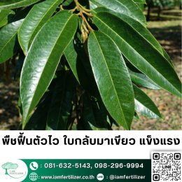 2เชื้อ #เมธาไรเซียม #บิวเวอเรีย ดีกว่า 1จริงไหม? ควบคุมแมลงทั้งสวน