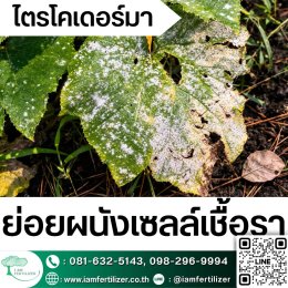 BS, ไตรโคเดอร์มา ใช้ผิดชีวิตเปลี่ยน ???