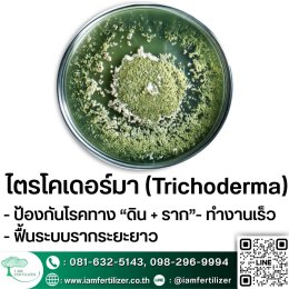 BS, ไตรโคเดอร์มา ใช้ผิดชีวิตเปลี่ยน ???