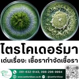 ไตรโคเดอร์มา VS BS ต่างกันยังไง