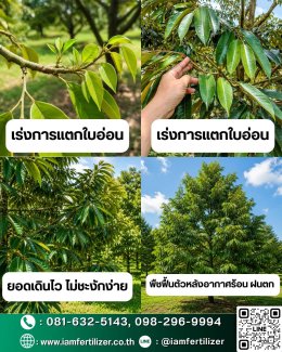 ใบไม่เขียว ยอดไม่เดิน แตกกอช้า ? ถึงเวลาบูสต์พืชด้วย สูตรเร่งใบเขียว !