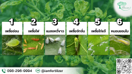 ใบหงิก ใบเหลือง ยอดชะงัก อาจเกิดจากแมลงชนิดใดบ้าง?