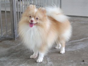 update3/12/68 คอฟฟี่ (อัลมอนด์+อัลวิน)