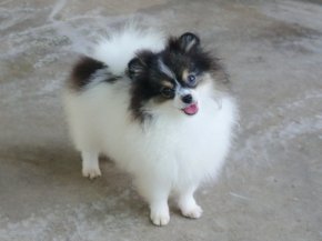 update3/12/68-บิ๊กเกอร์(m) มิลค์กี้(f) (บีบี+ธันเดอร์)