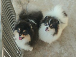 update 21/1/69 บิ๊กเกอร์(m) มิลค์กี้(f) (บีบี+ธันเดอร์)