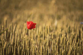 เป็นโสดก็สบายดี...แต่เรากำลังหนีความรักอยู่ไหม ?