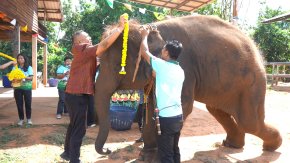 สุรินทร์-ฉลองวันเกิดช้างสีดอ อายุครบ 7 ขวบชื่นมื่น