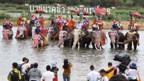 บวชนาคช้างหนึ่งเดียวในโลก สัมผัสวิถีและประเพณีวัฒนธรรมชุมชนที่เป็นเอกลักษณ์สวยงามเข้มขลังชาวกูยเลี้ยงช้าง