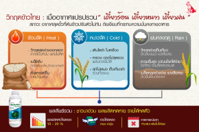 สรุปจบในภาพเดียว! ทำไม "เดี๋ยวร้อน เดี๋ยวหนาว เดี๋ยวฝน" ถึงเป็นเพชฌฆาตเงียบฆ่าข้าวไทย?